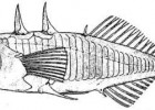 三棘刺鱼（Gasterosteus aculeatus aculeatus）