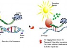实时荧光定量PCR