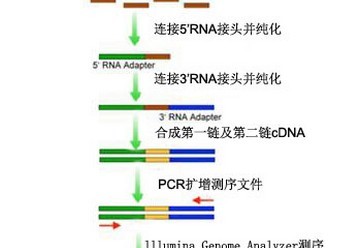 Small RNA测序