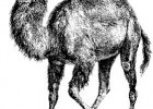 perl