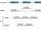 transcriptome assembly
