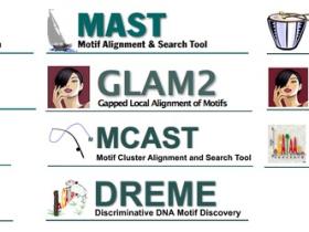 MEME:基于motif的序列分析工具