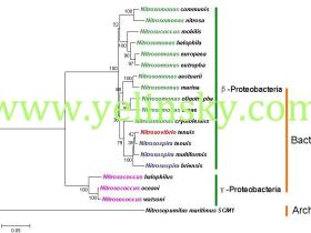 MEGA构建系统进化树的步骤