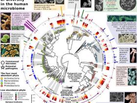 宏基因组学中微生物种群结构分析