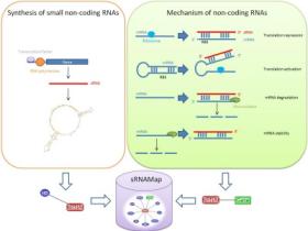 sRNAMAP:细菌small noncoding RNA数据库