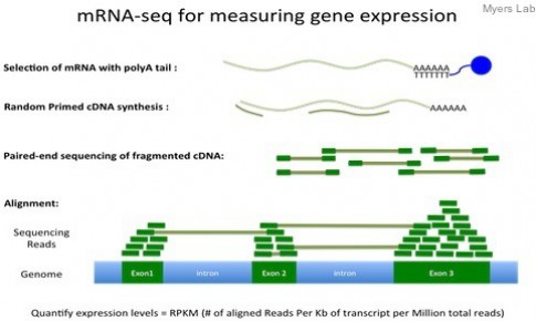 mRNAseqForGeneExpression.jpg